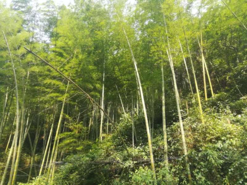 武汉良辰MG动画视频制作公司的一次团建活动